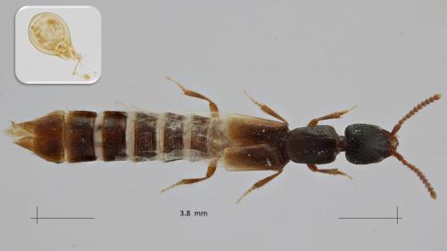 Réf. 272 877 : Leptacinus intermedius